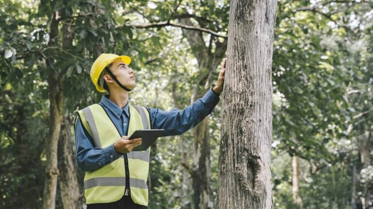 sydney arborist