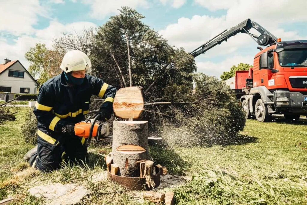 cheap tree removal